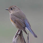 Red-flanked Bluetail