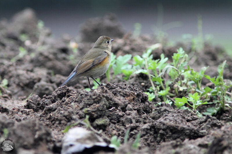 Red-flanked Bluetailadult, identification