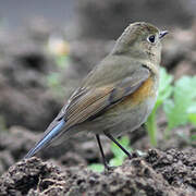 Red-flanked Bluetail