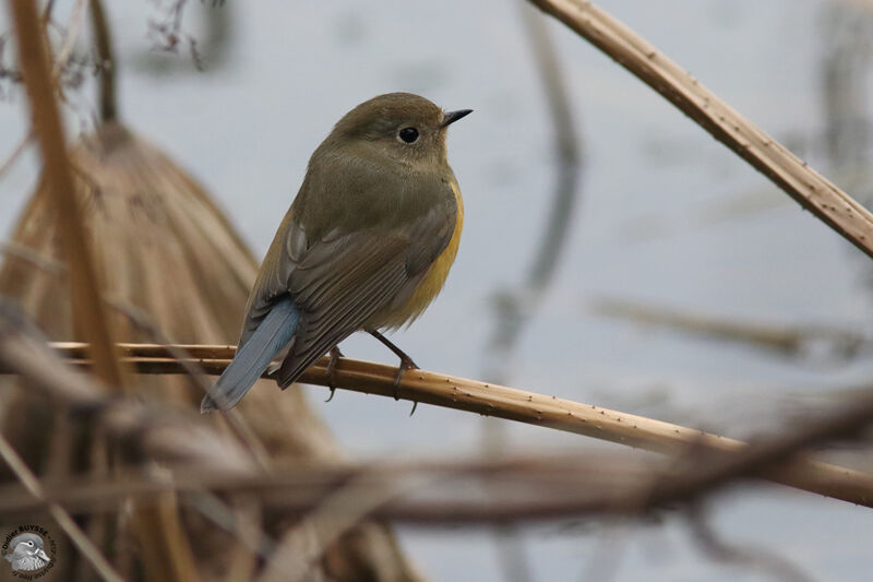 Red-flanked Bluetailadult, identification