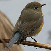 Red-flanked Bluetail