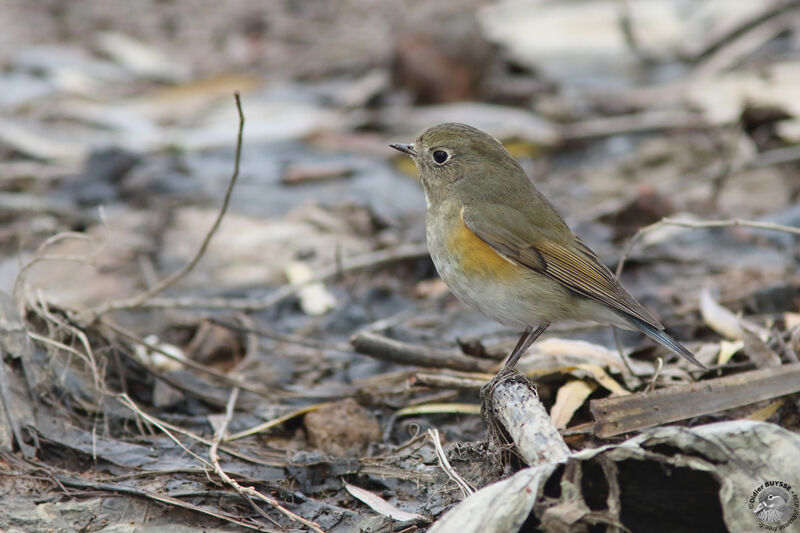 Robin à flancs rouxadulte, identification