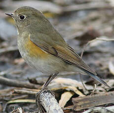 Robin à flancs roux