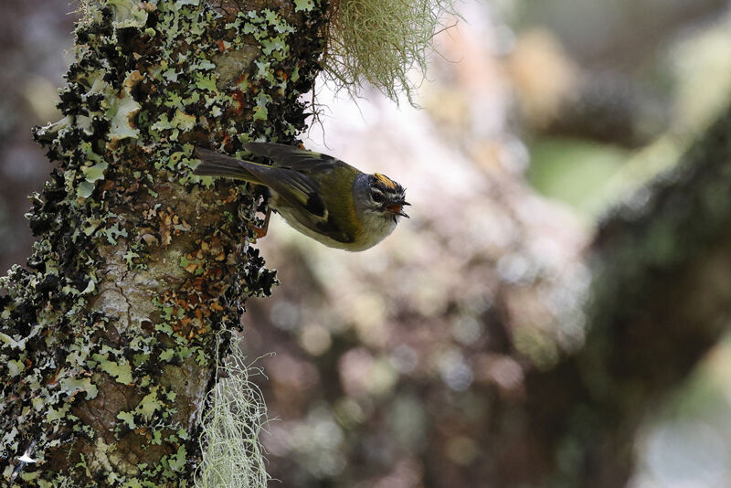 Roitelet de Madèreadulte