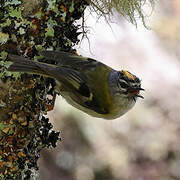 Madeira Firecrest