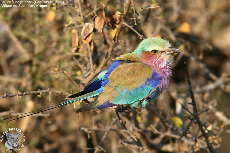 Lilac-breasted Rolleradult