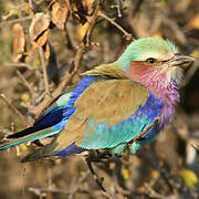 Lilac-breasted Roller