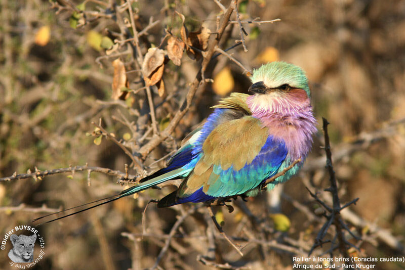 Lilac-breasted Roller