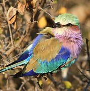 Lilac-breasted Roller