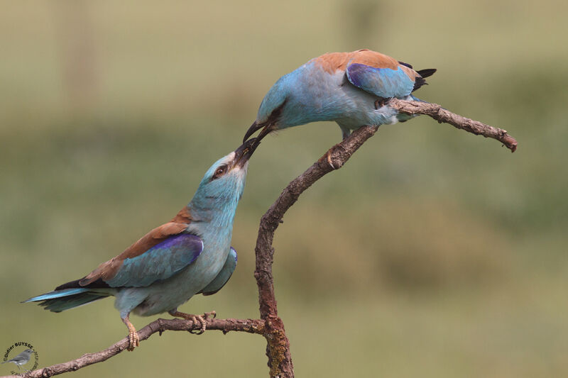 European Roller adult, Behaviour