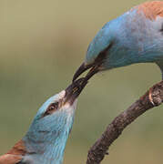 European Roller