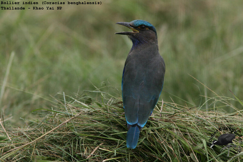 Indochinese Rolleradult breeding