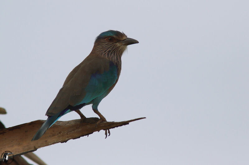 Indian Rolleradult, identification