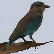 Indian Roller