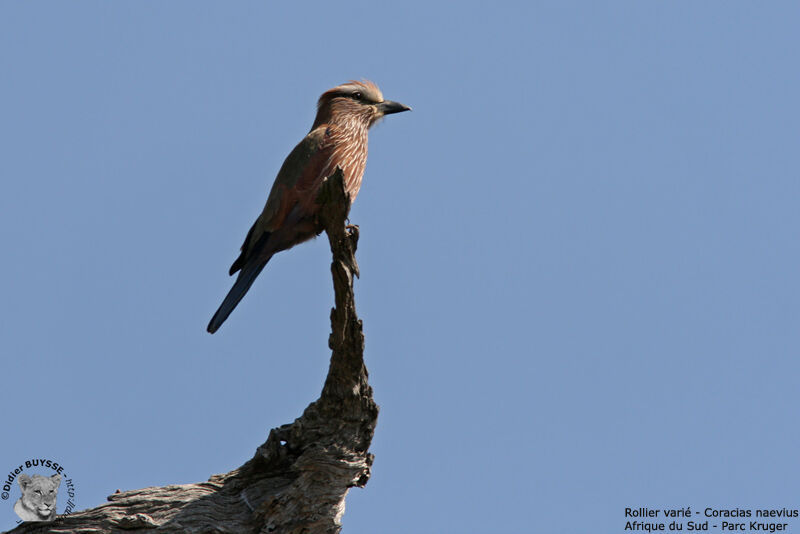 Purple Roller, identification