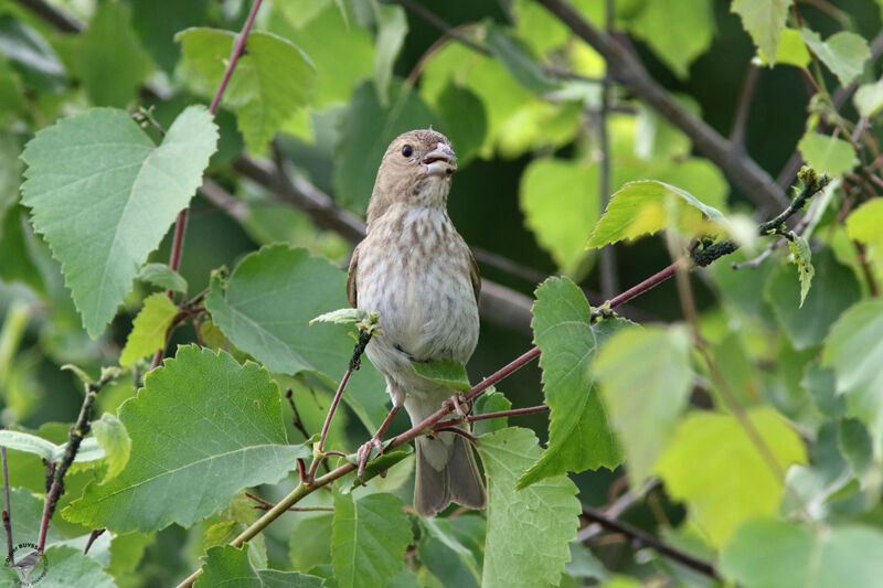 Common Rosefinch female adult, eats