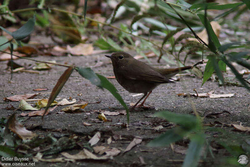 Rufous-tailed Robin, identification