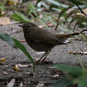 Rufous-tailed Robin