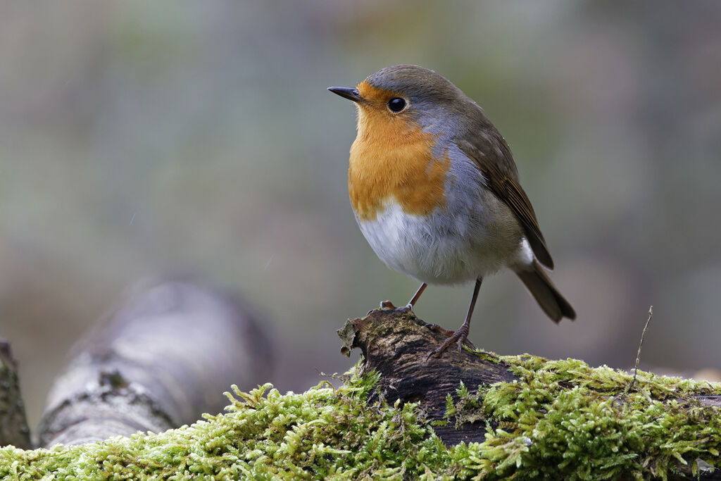 European Robin