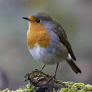 European Robin