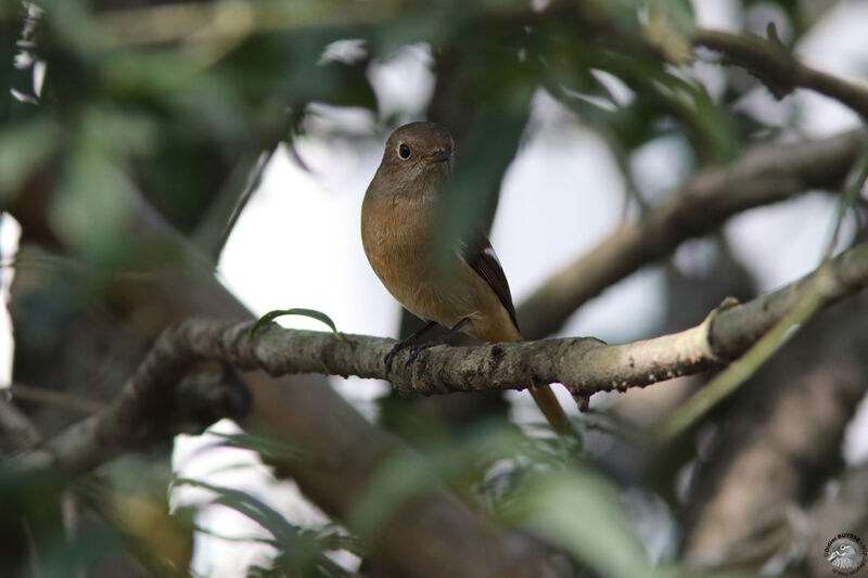 Daurian Redstart female adult