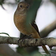 Daurian Redstart