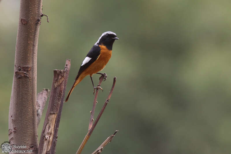 Daurian Redstart male adult breeding, identification