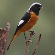 Daurian Redstart