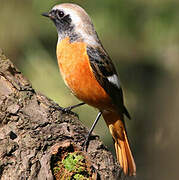 Daurian Redstart