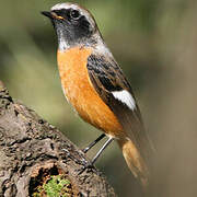 Daurian Redstart