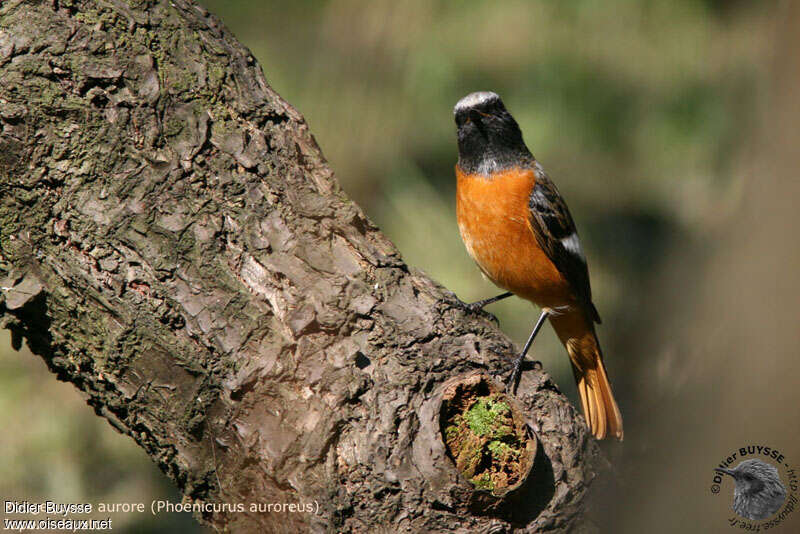 Daurian Redstart male adult, close-up portrait