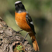 Daurian Redstart