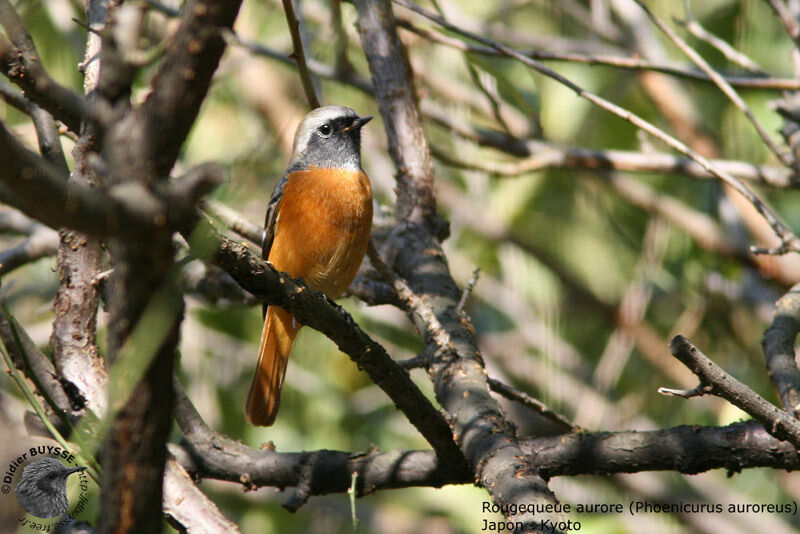 Daurian Redstart