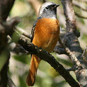 Daurian Redstart