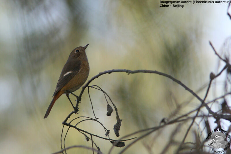 Daurian Redstart female adult