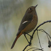 Daurian Redstart