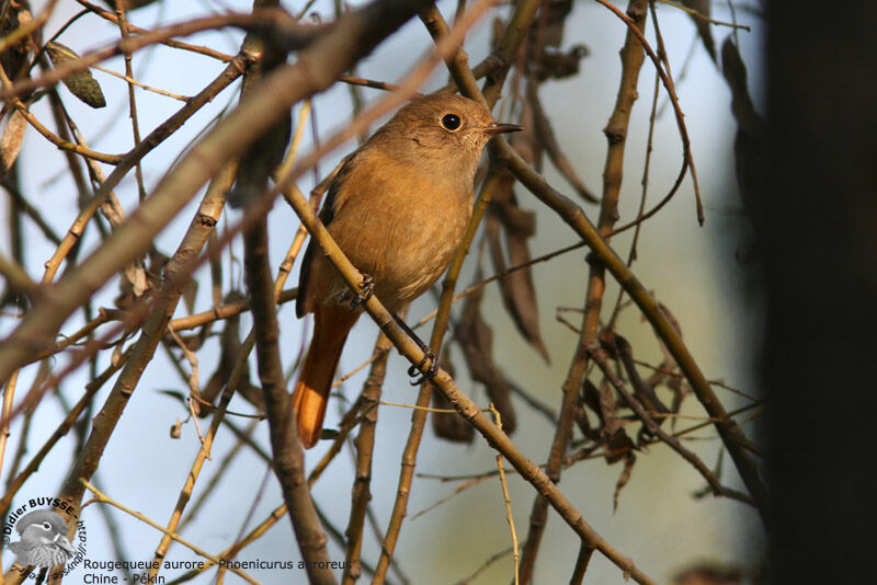 Daurian Redstart female