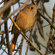 Daurian Redstart