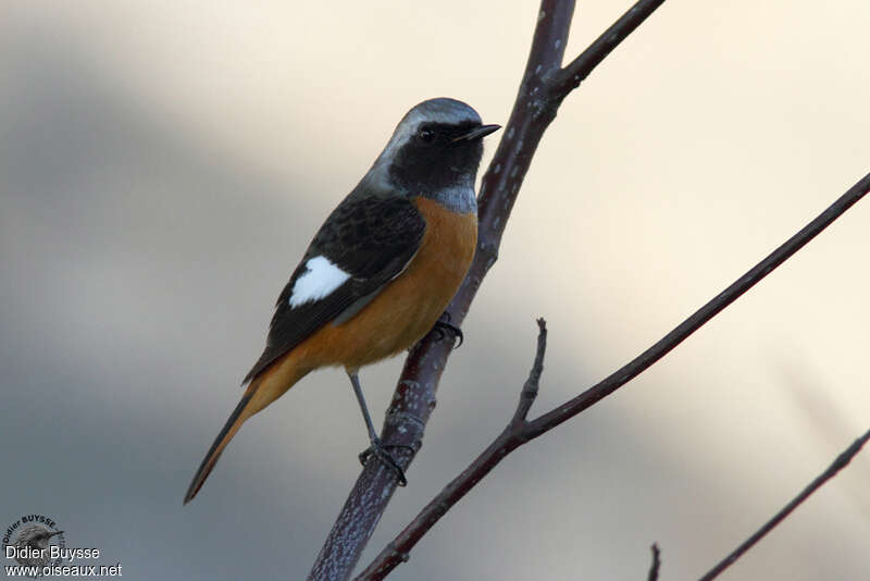 Daurian Redstart male adult, identification