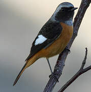 Daurian Redstart