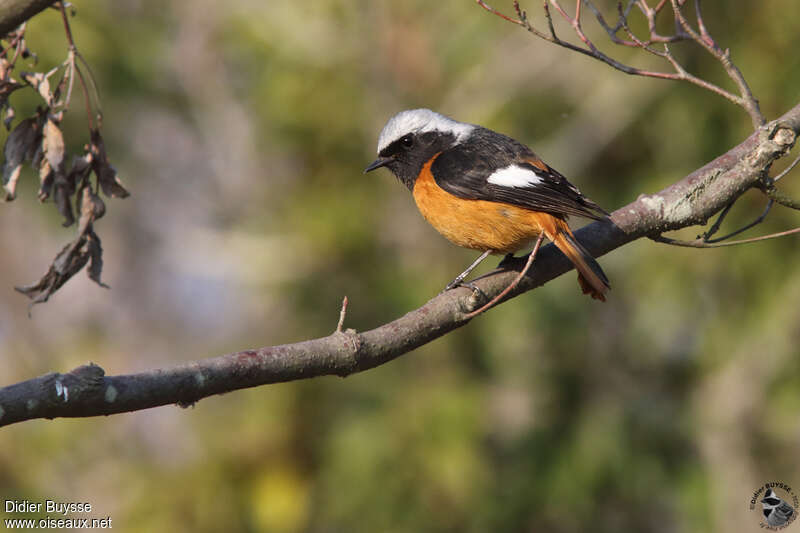 Daurian Redstart male adult, identification