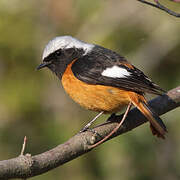 Daurian Redstart