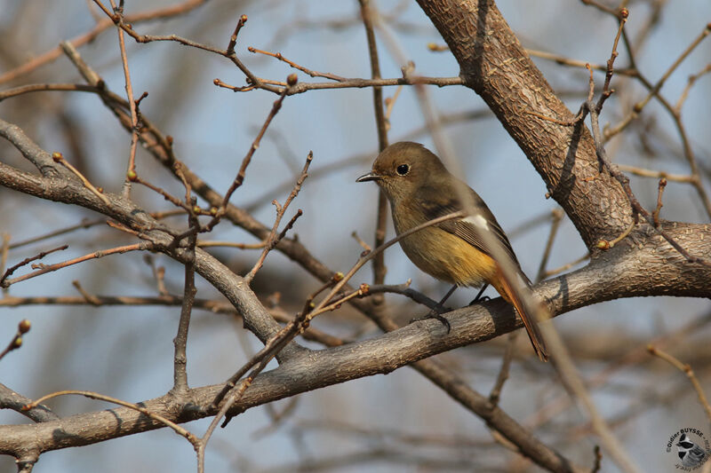 Daurian Redstart female adult, identification