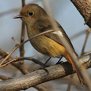 Daurian Redstart