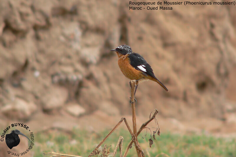 Moussier's Redstart