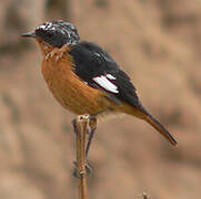 Moussier's Redstart