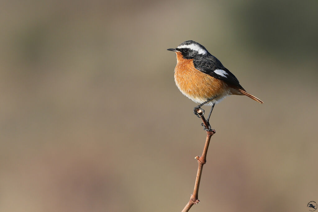 Rougequeue de Moussier