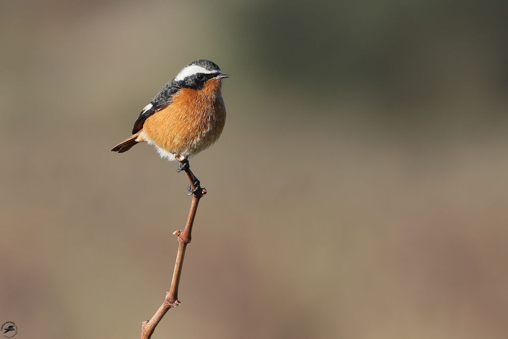 Rougequeue de Moussier