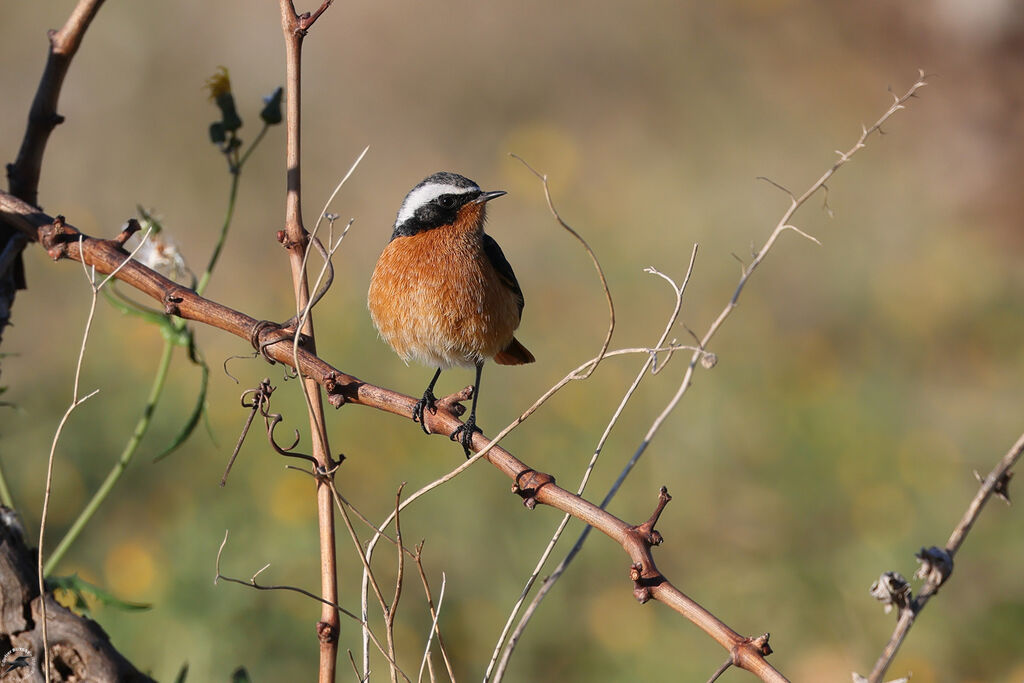 Rougequeue de Moussier