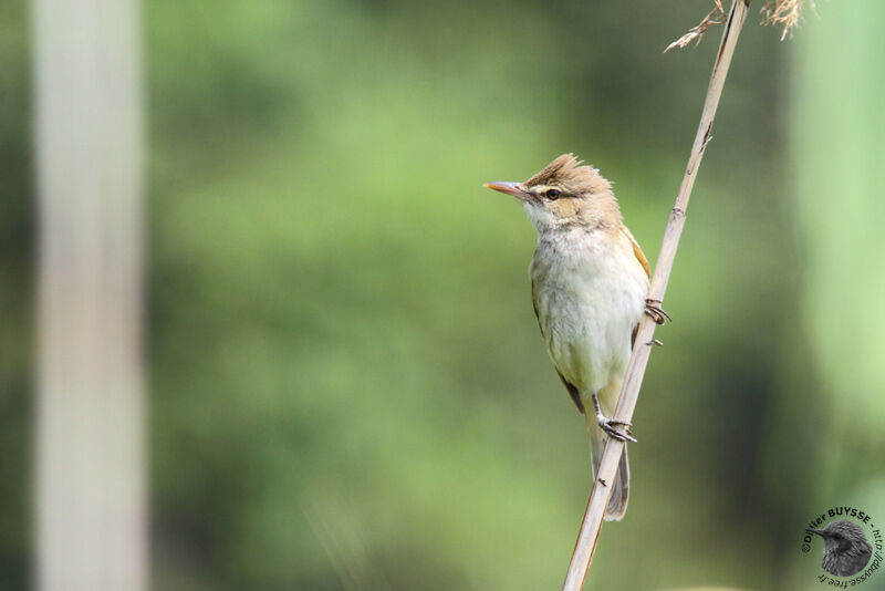 Oriental Reed Warbler, identification, Behaviour